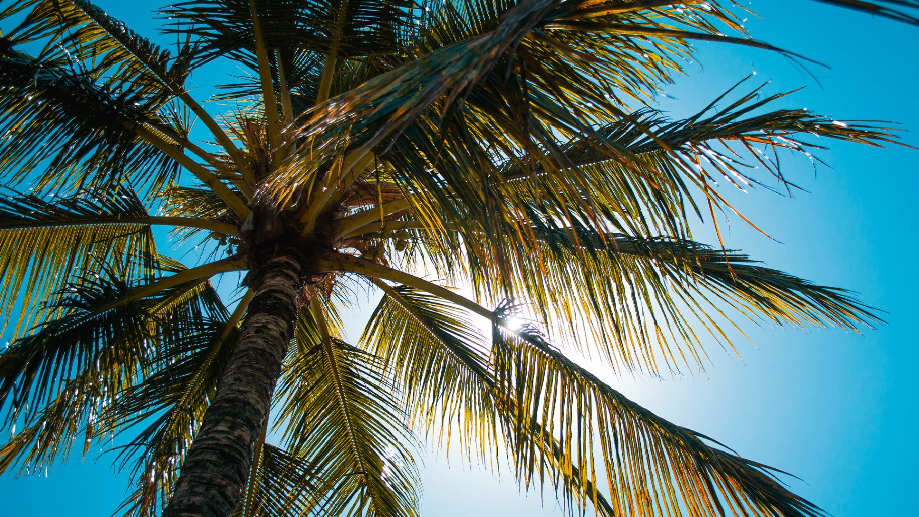 Looking up through a sunlit palm canopy against a vivid blue tropical sky