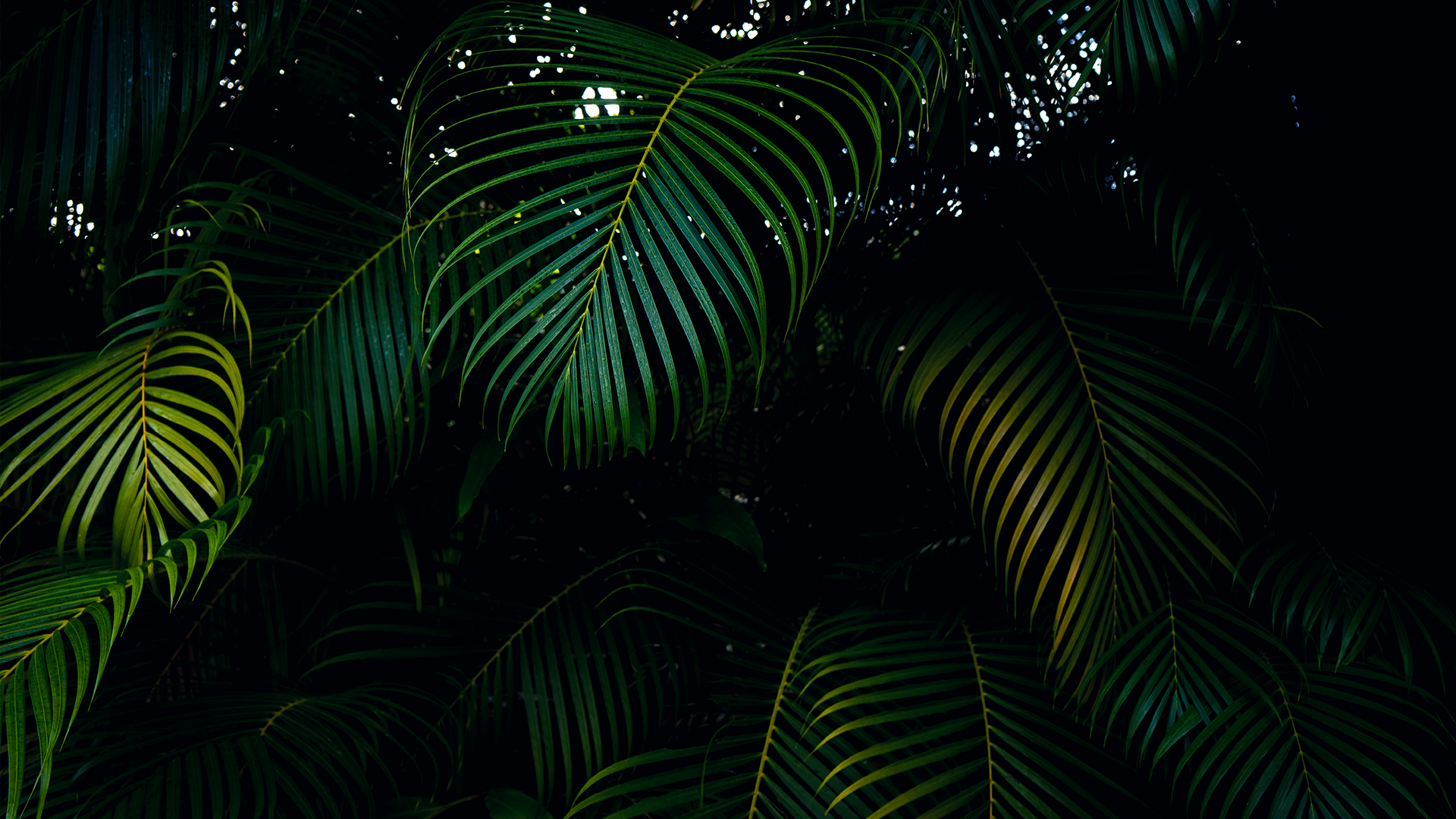 Layered palm fronds in deep shadow with bright highlights filtering through