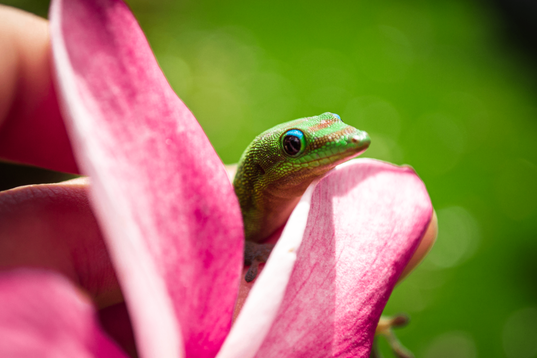 Small green gecko peeking out from between pink plumeria petals against a blurred green background