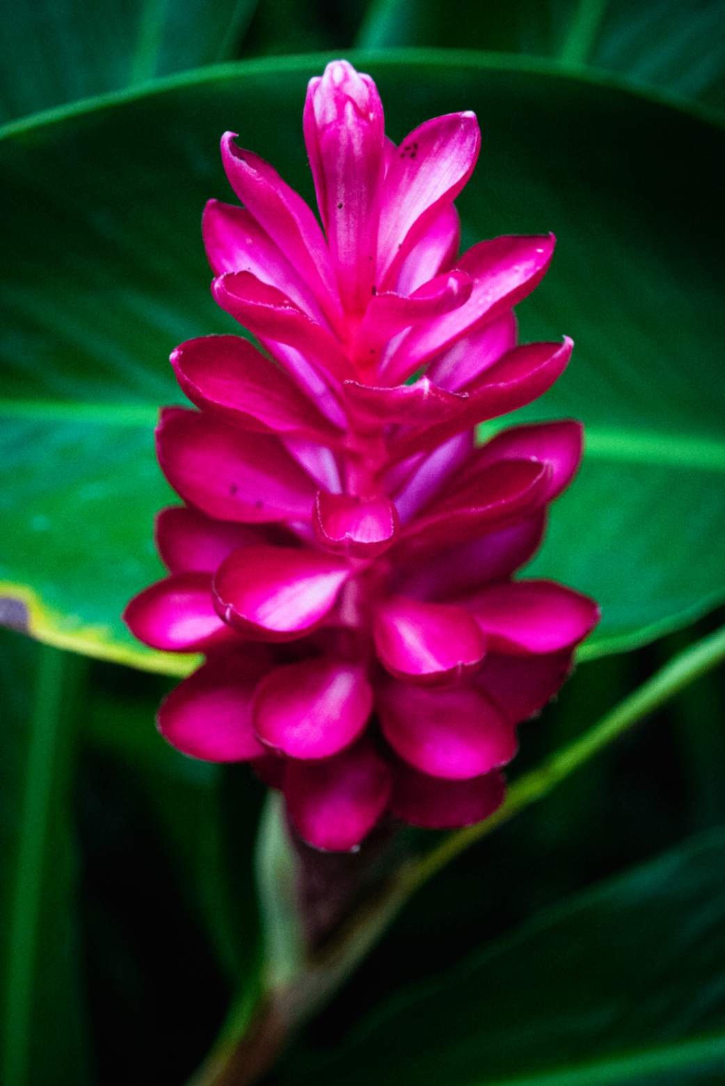 Vivid magenta tropical flower emerging against broad green leaves in soft focus