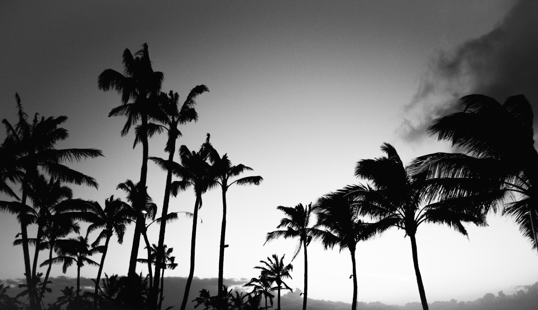 Black-and-white silhouette of tall palm trees against a bright sky at dusk