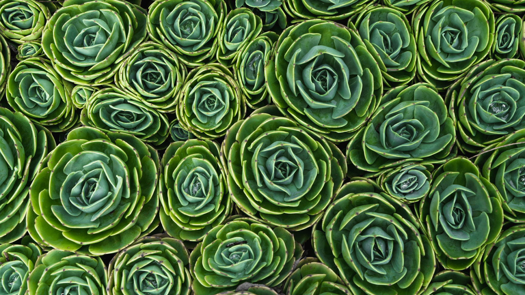 Top-down photograph of tightly packed green rosette succulents with subtle tonal variation