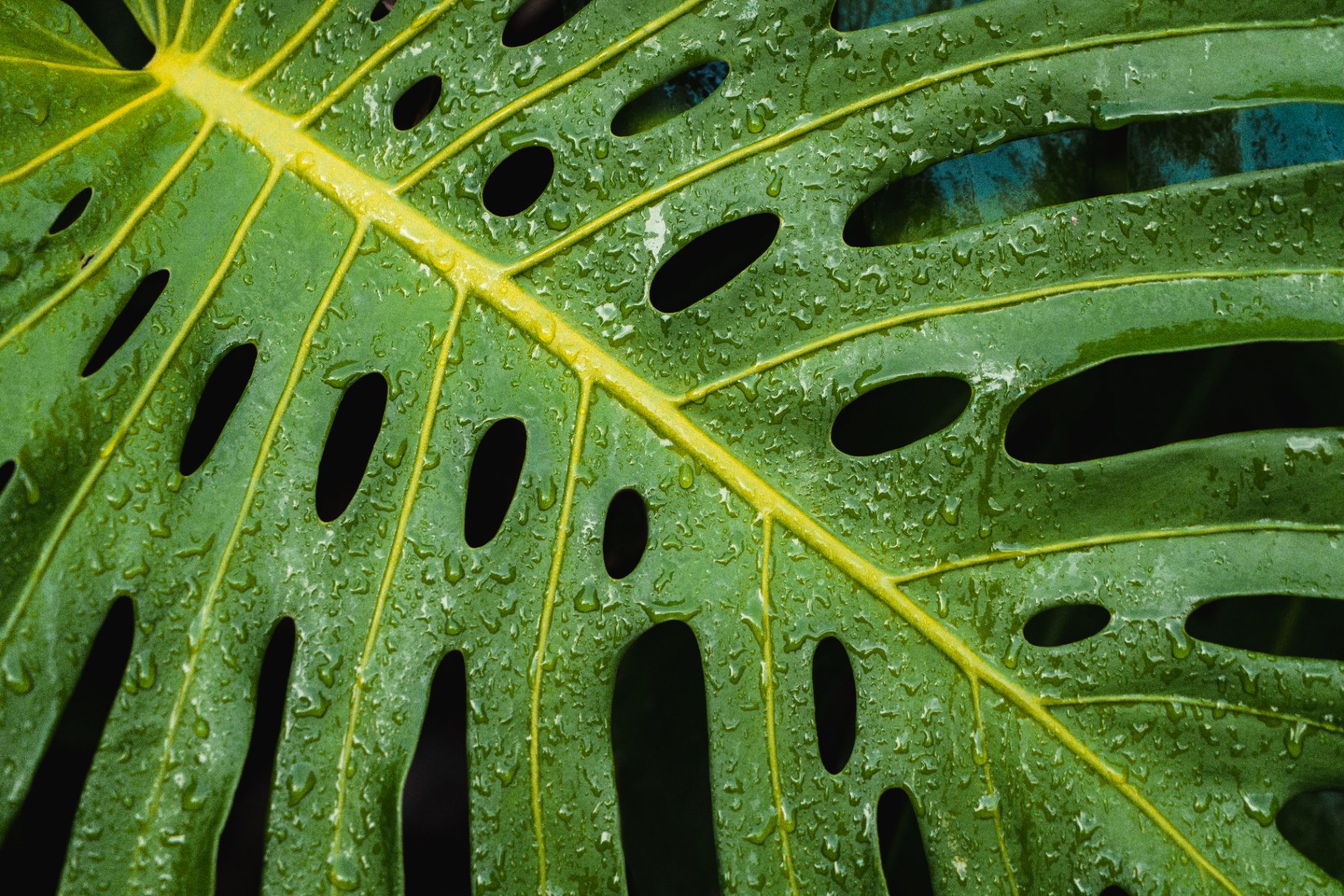 Macro photograph of a rain-soaked monstera leaf showing yellow veins and water droplets