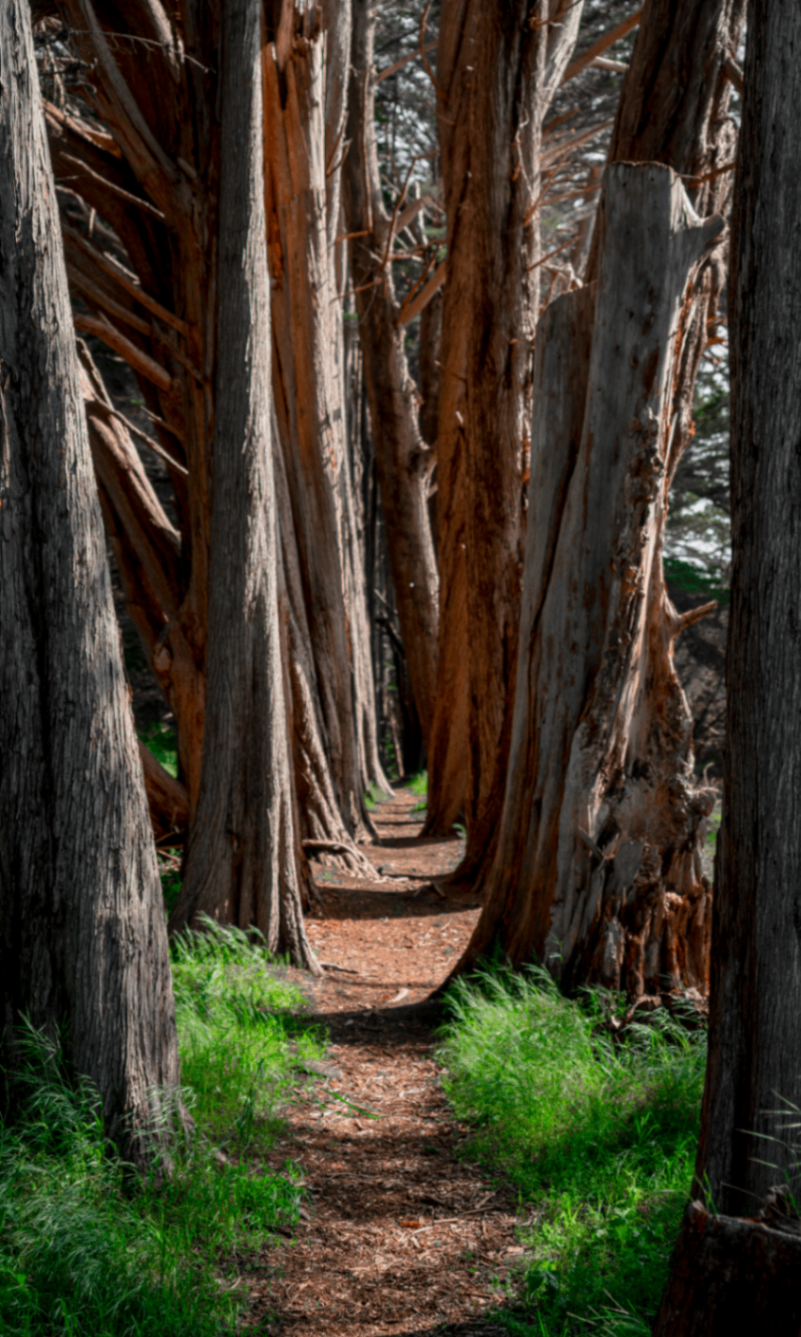 Narrow dirt path winding through a dense corridor of tall weathered tree trunks with bright green grass at the edges