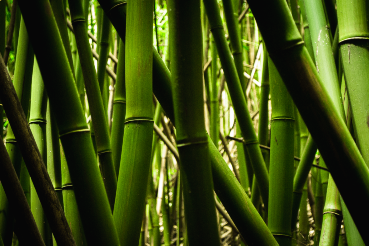 Close-up study of overlapping green bamboo stalks filling the frame with dense diagonal rhythm