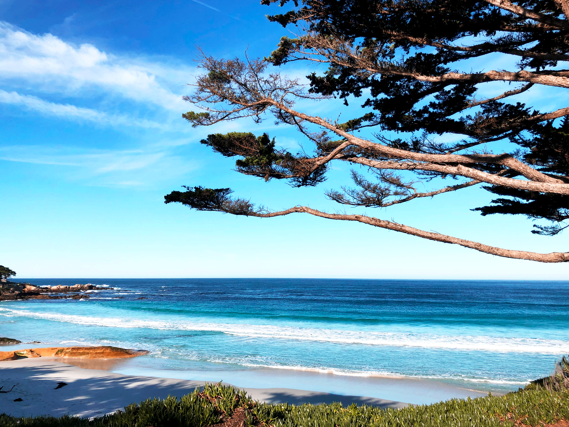 Windswept cypress branches stretching over bright blue water and a pale sandy cove along the Sea Ranch coast