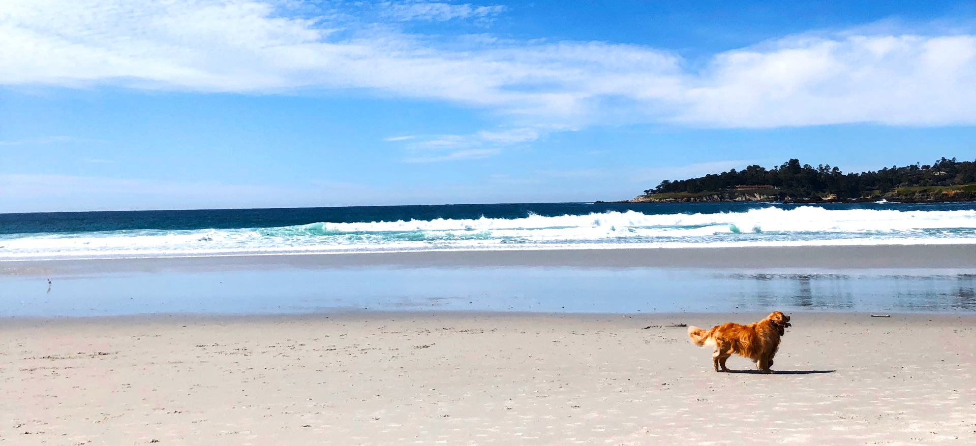 Golden retriever crossing a wide reflective beach with white surf and blue sky in the distance